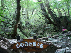 もののけ姫の森（屋久島）