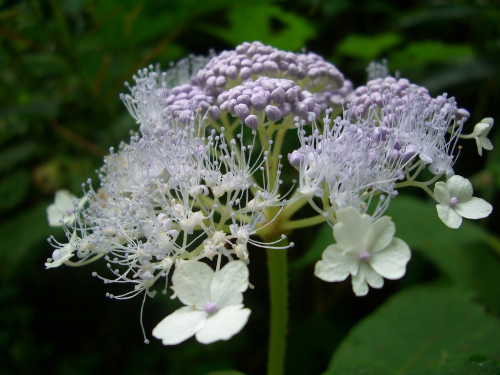 玉紫陽花