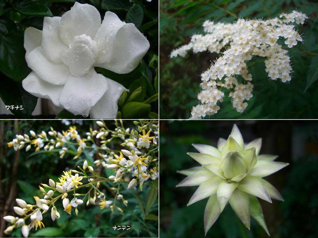 白い花四種