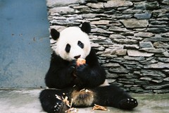 パンダ（中国）