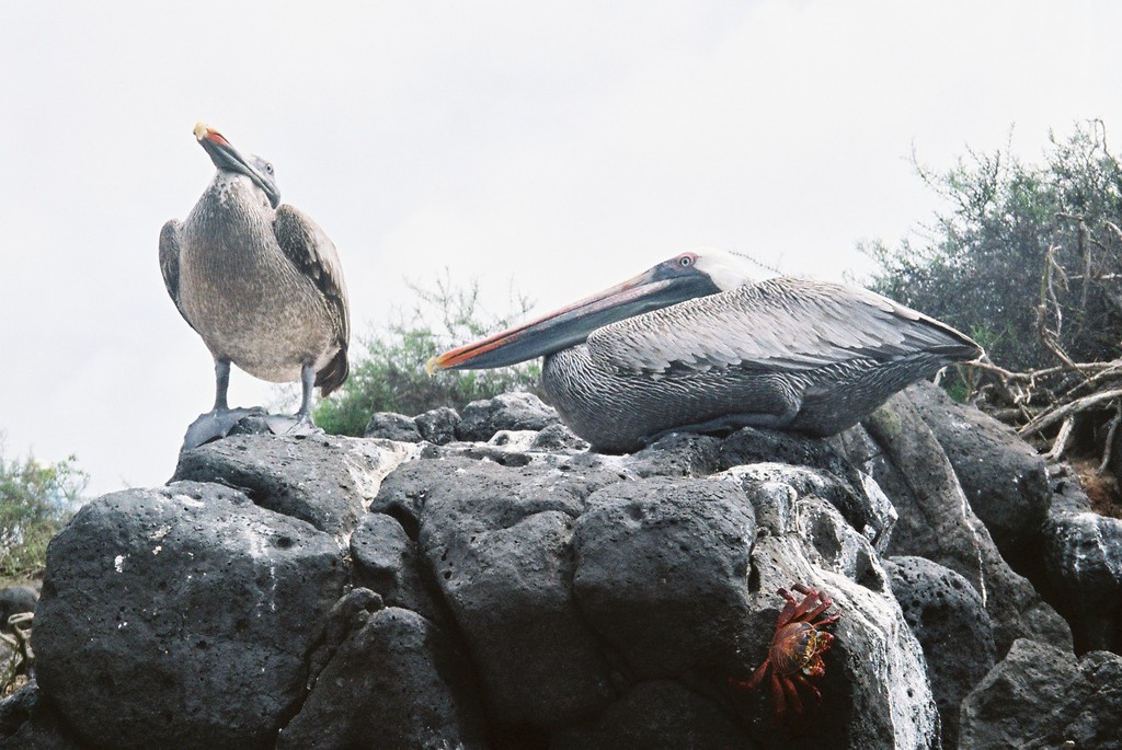 ペリカン（ガラパゴス）