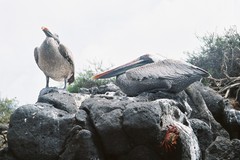 ペリカン（ガラパゴス）