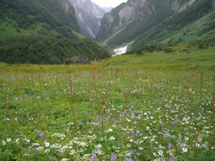 花の谷（インド）