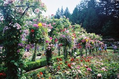 ﾌﾞｯﾁｬ-ﾄｶﾞ-ﾃﾞﾝ（ｶﾅﾀﾞ）