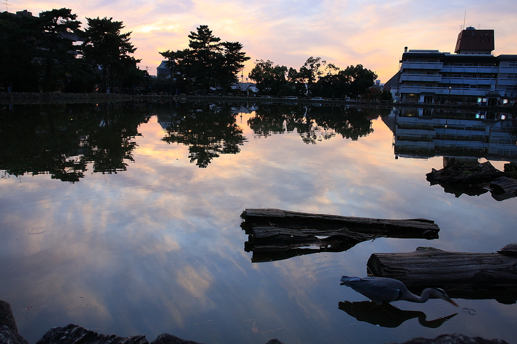 奈良公園08 096