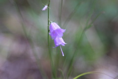 秋に咲く　一厘の花　