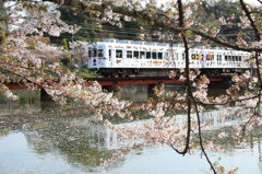 春に桜、走るたま電車