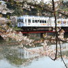 春に桜、走るたま電車