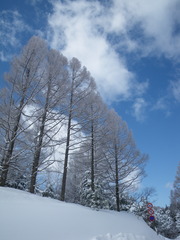 春先の樹氷