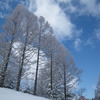 春先の樹氷