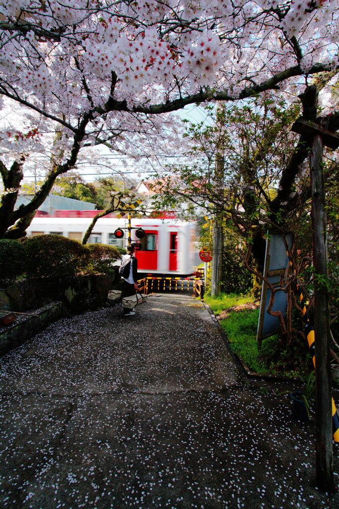 いちご列車と桜