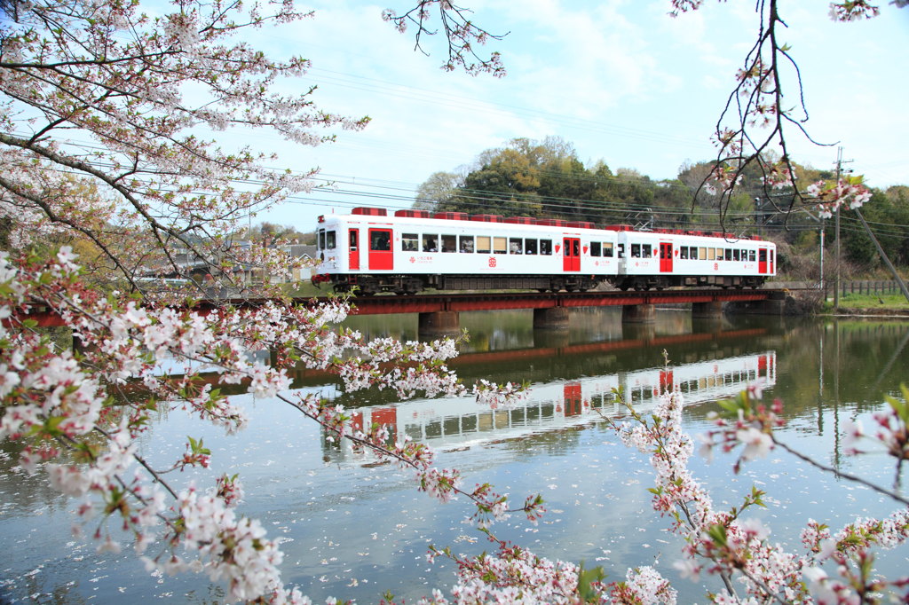 桜といちご列車