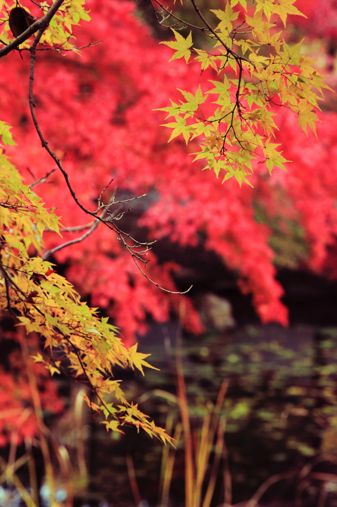 万博の紅葉