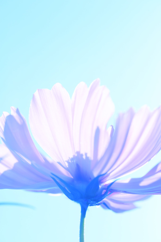 秋の顔
