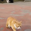 引きつる