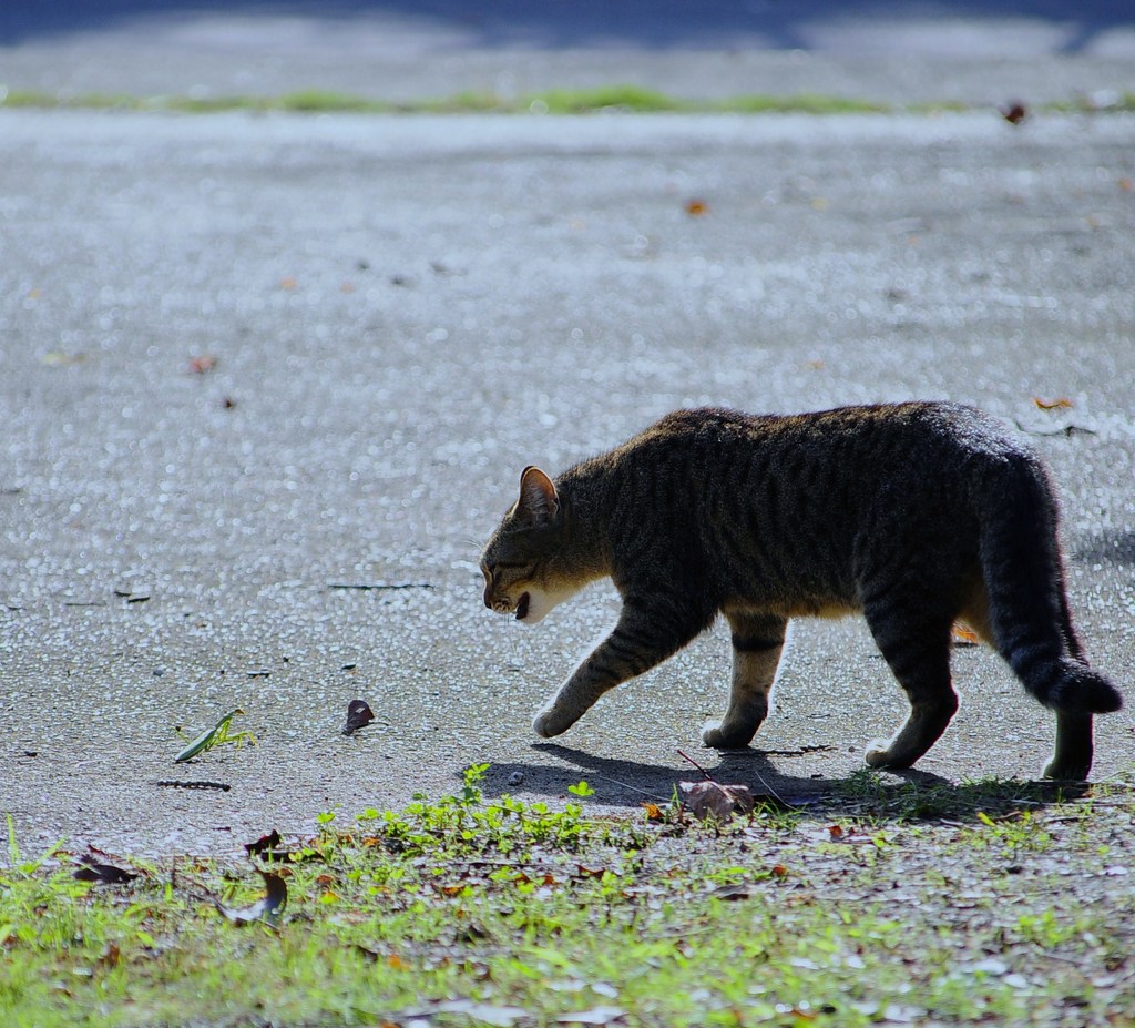 Cat Fight！