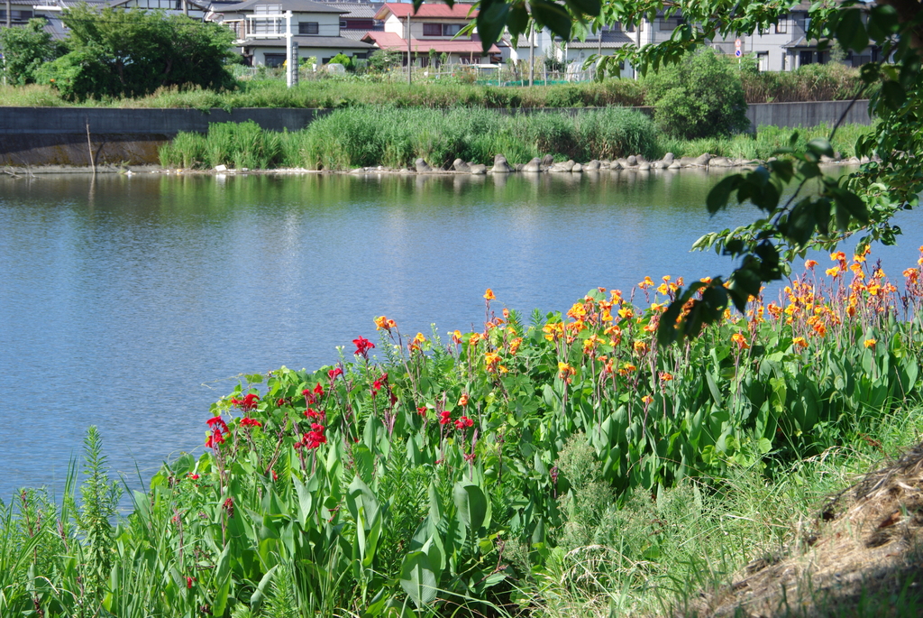 riverside flower