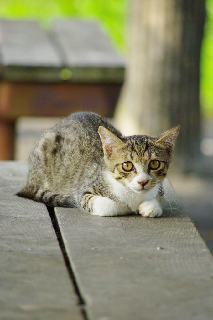 子猫