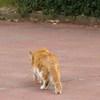 そそくさと