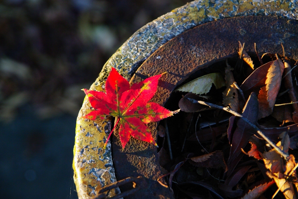 灰皿に紅葉