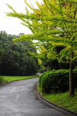 散歩道