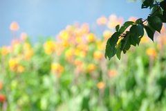 leaf
