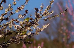 春のお客さん1