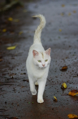 キャットウォーク