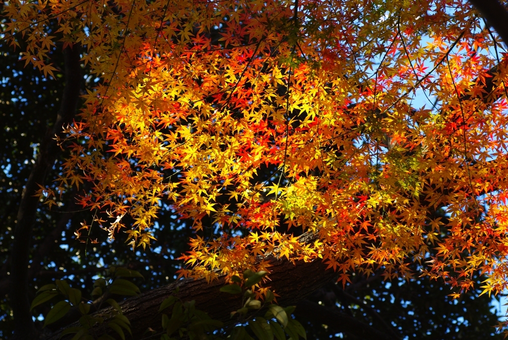 スポット紅葉