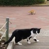 縄張り争い勃発