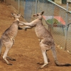 カンガルー