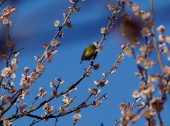 春のお客さん