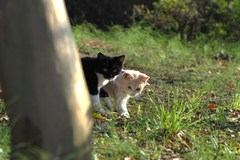 ノラにゃんこ７