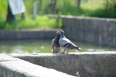 IMGP0079