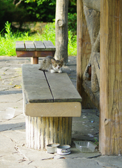 子猫