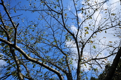 秋晴れ
