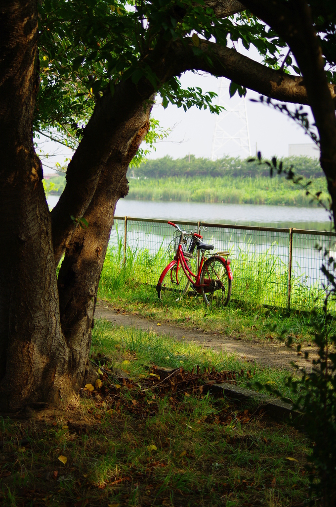 黄昏自転車