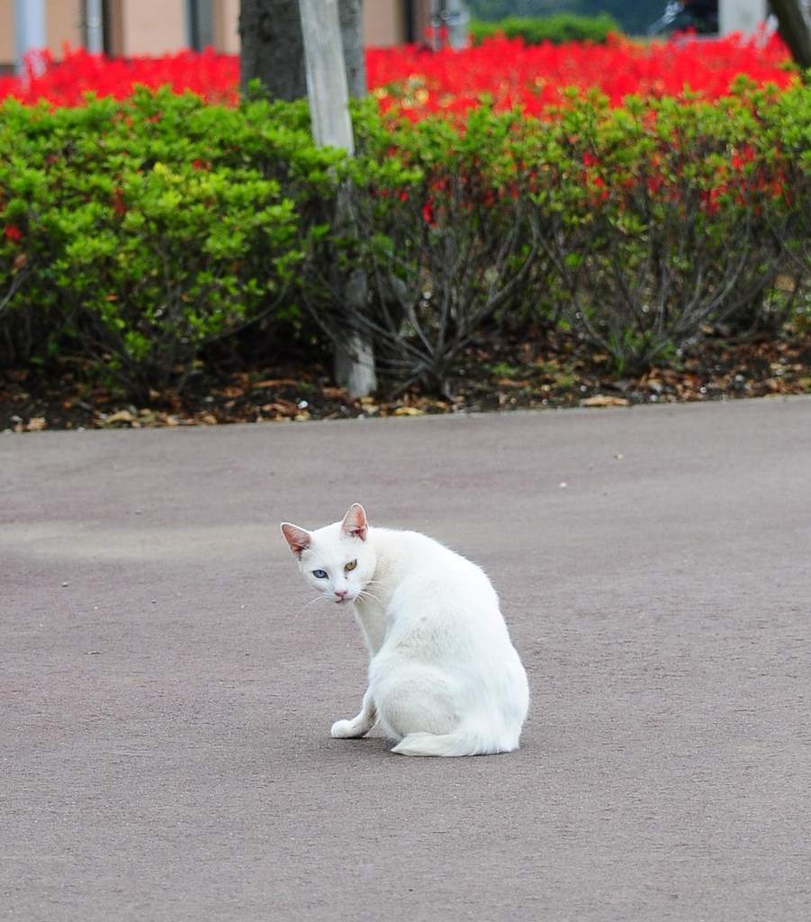 何でっか？