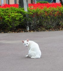 何でっか？