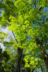IMGP0695