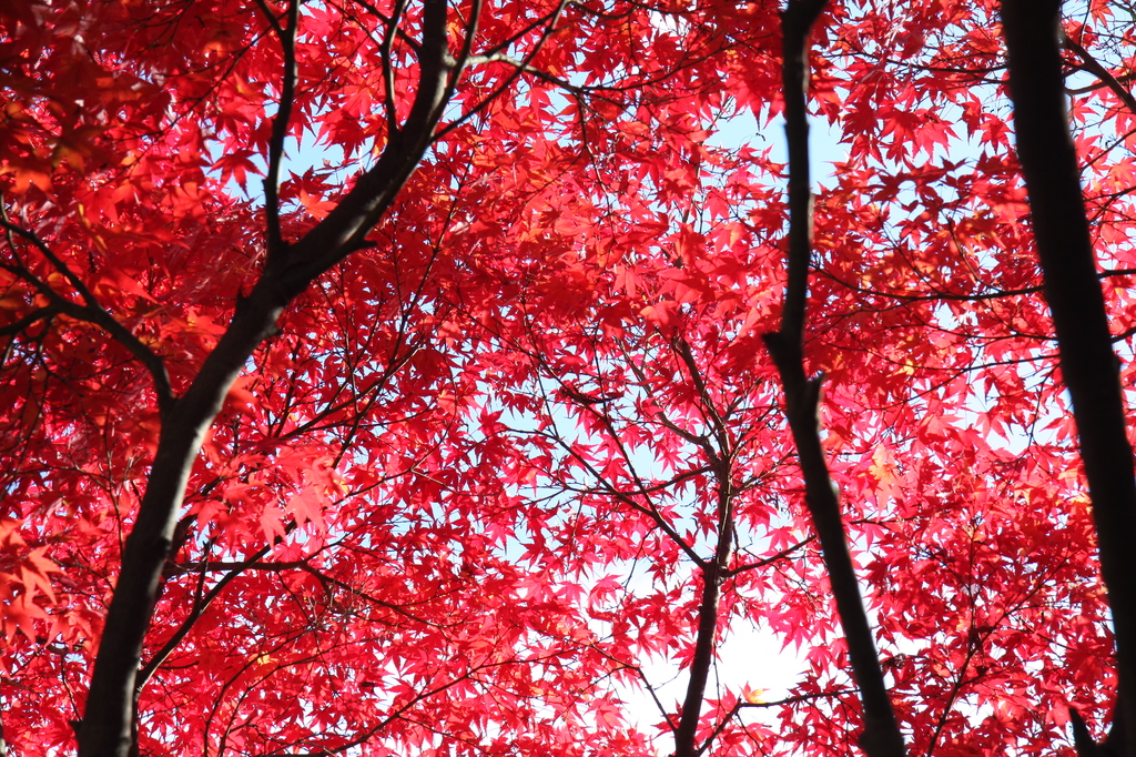 紅空