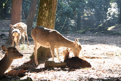 ひだまりの愛