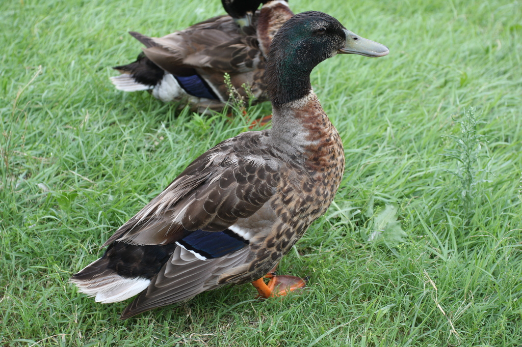 昆陽池公園