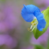 晩夏の露草