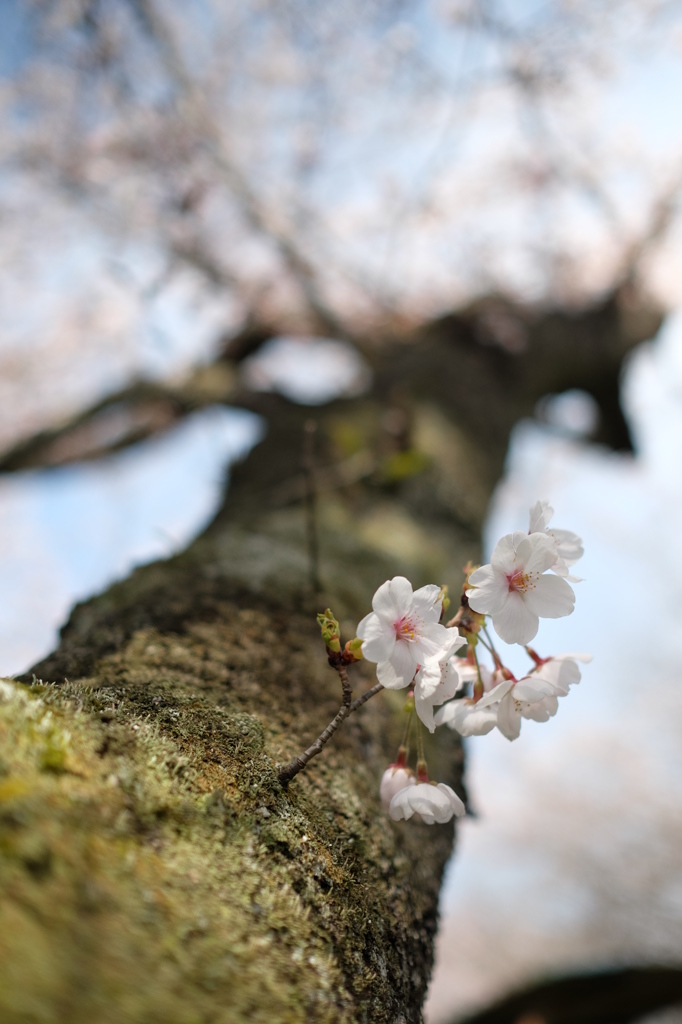 下のほうで頑張ってます！