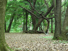 光が丘公園　雑木林