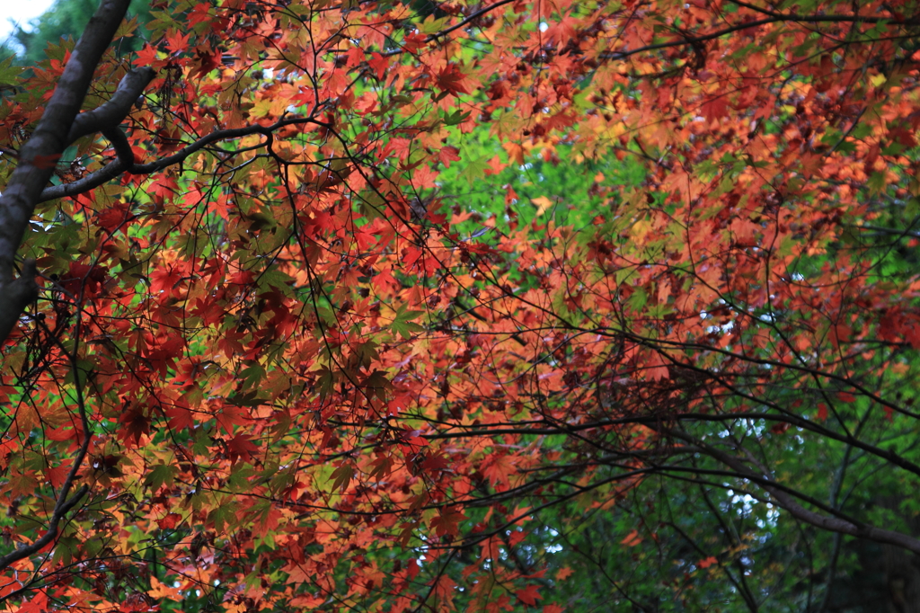 2013 紅葉