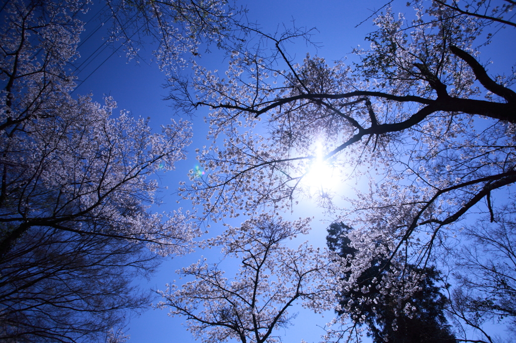 桜と太陽
