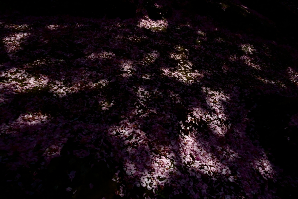 桜の足跡