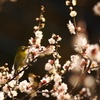 春近し